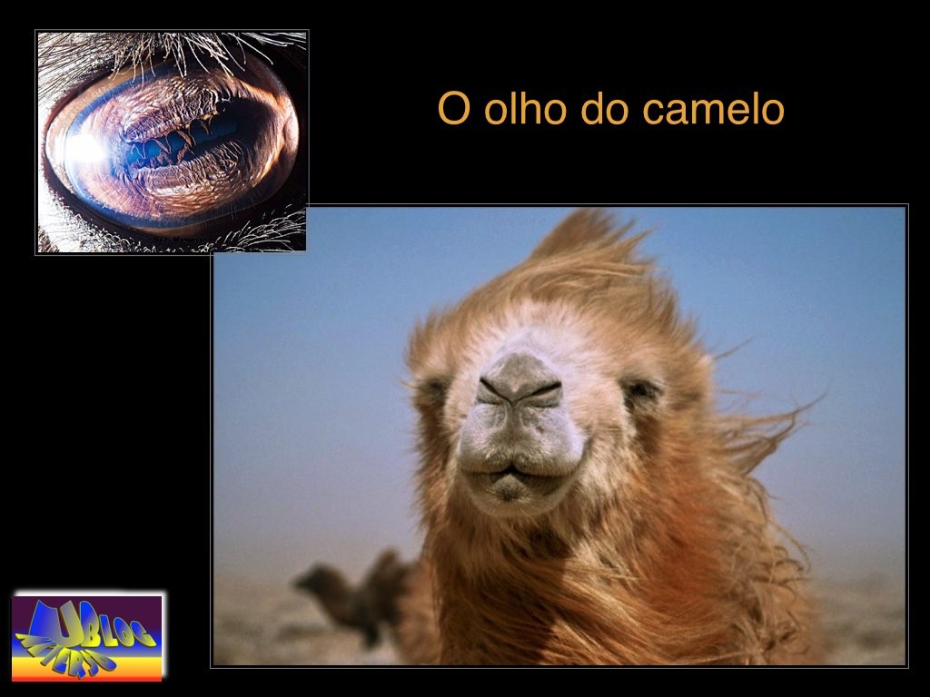 camelo - olho