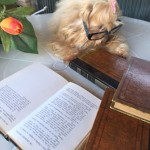 livros - cachorro - Mi - Mimosa