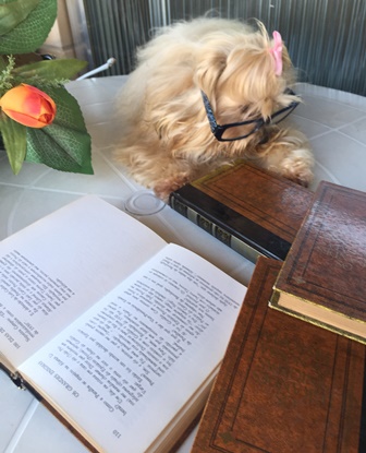 livros - cachorro - Mi - Mimosa